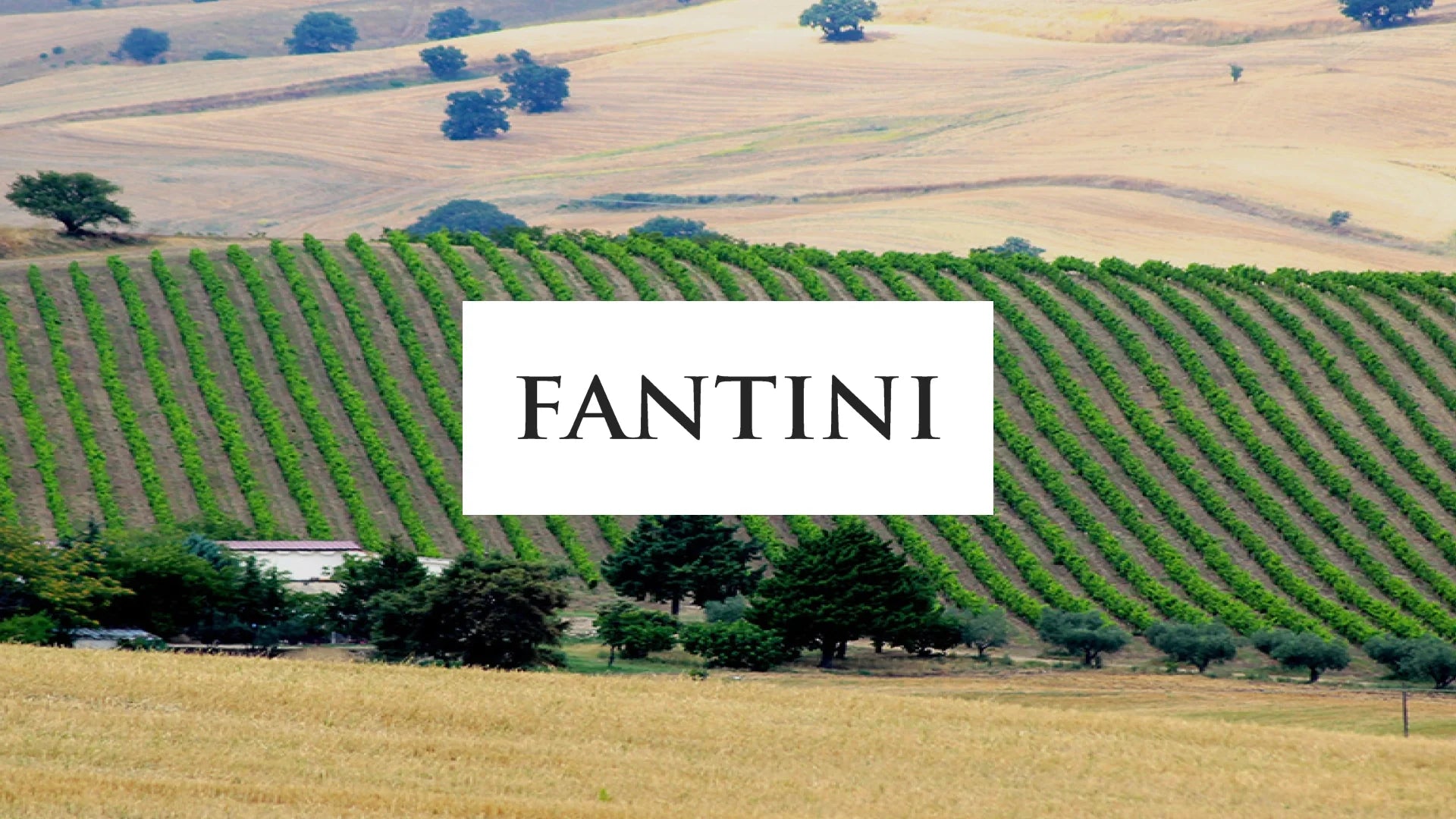 Fantini Wines