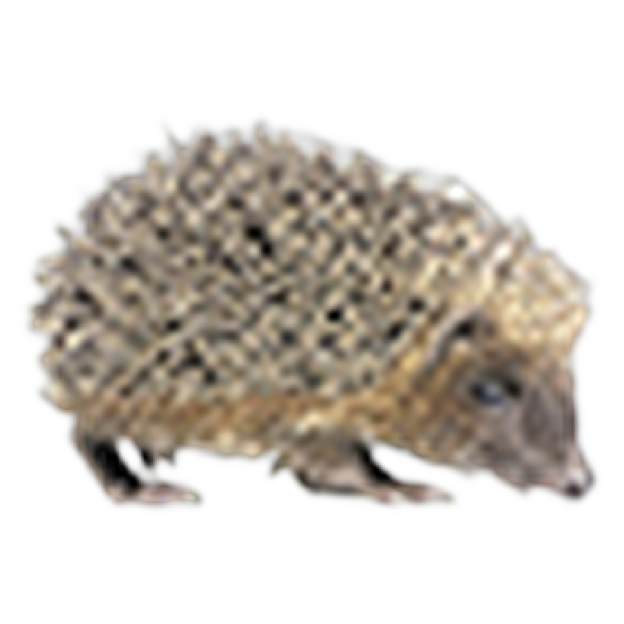 Domaine de La Brossette Gamay